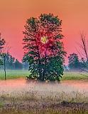 Sun Rising Through A Tree_P1150713-5
